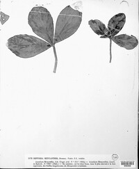 Septoria menyanthis image
